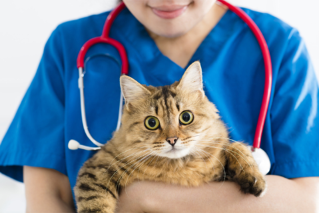 猫はペット保険に入るべき?メリット・注意点と選ぶときのポイント